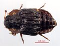 Micropeplus cribratus