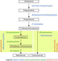 Corticosteroid biosynthetic pathway in the rat, showing reaction catalyzed by 3β-HSD (second arrow from the top).​​​