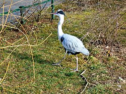 Grey heron[25] in Zagreb Zoological Garden, Croatia