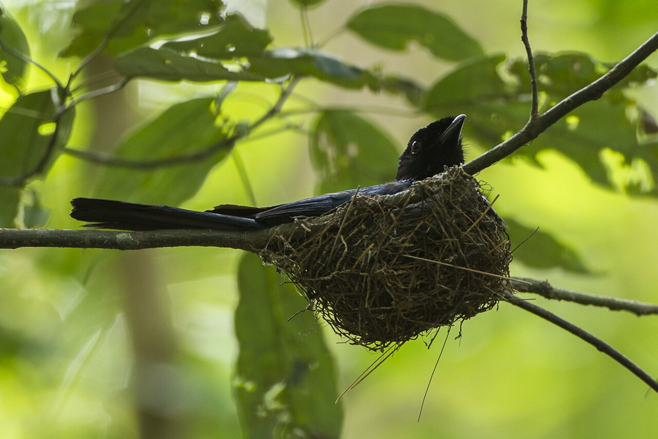 Lesser Racket-tailed Drongo at nest - Kang Kra Chan - Thailand S4E4944 (14278976543) (2).jpg