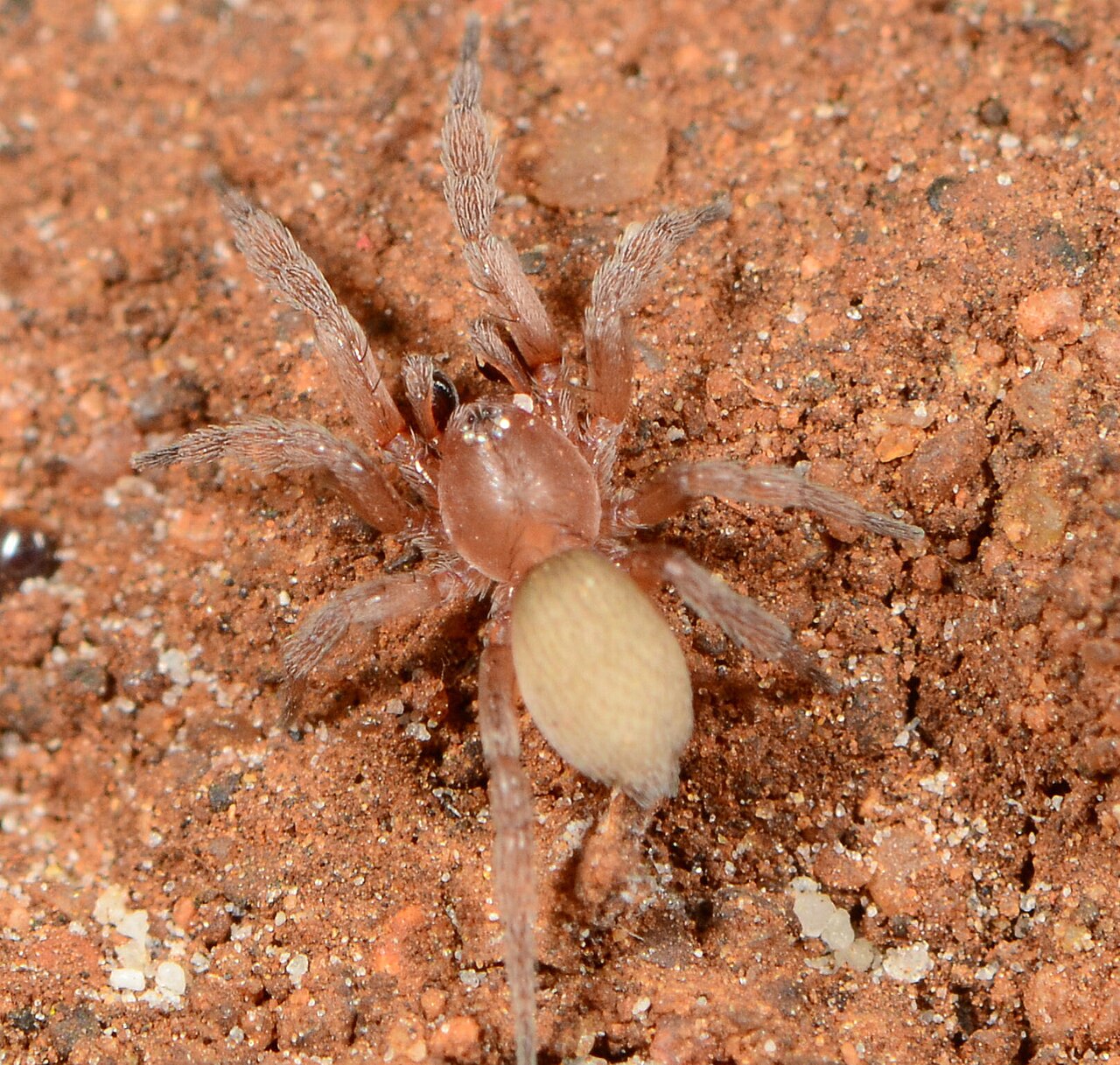 Eleleis limpopo 309654797 558803475.jpg