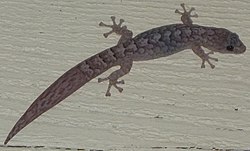 lizard with abrupt change in tail pattern