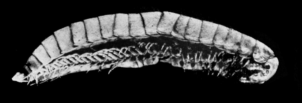 Glomeridesmus trinidadensis.jpg