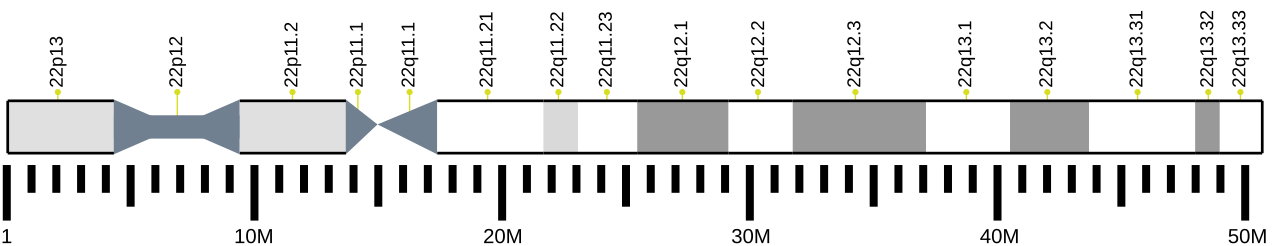 Human chromosome 22 ideogram.svg
