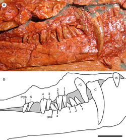 Photograph (top) and diagram (bottom) showing close-up views of the dentition of a fossil carnivorous animal skull.