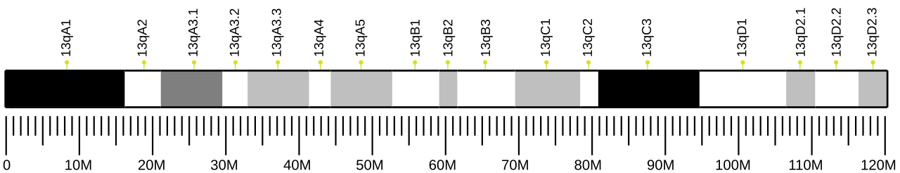 Ideogram of house mouse chromosome 13.svg