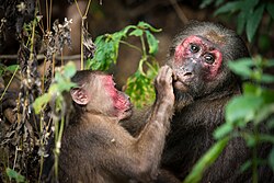 Stumptail macaques