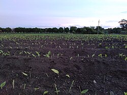 Turmeric farm on Deccan Plateau
