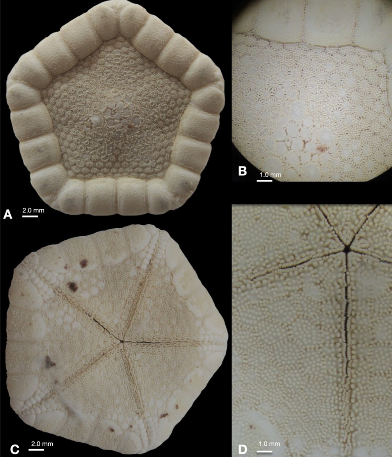 Alloceramaster irritatus.jpg