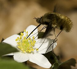 The bee-fly Bombylius major, a Batesian mimic of bees, taking nectar and pollinating a flower