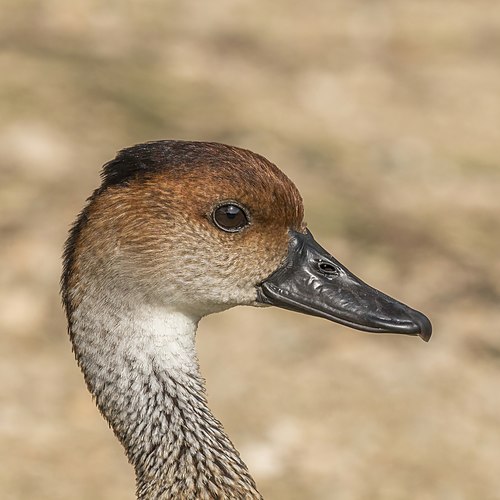 West Indian whistling duck