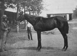 Black and white photo of a dark colored horse