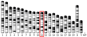 Chromosome 11 (mouse)