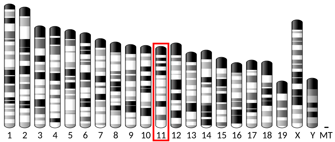 Ideogram house mouse chromosome 11.svg