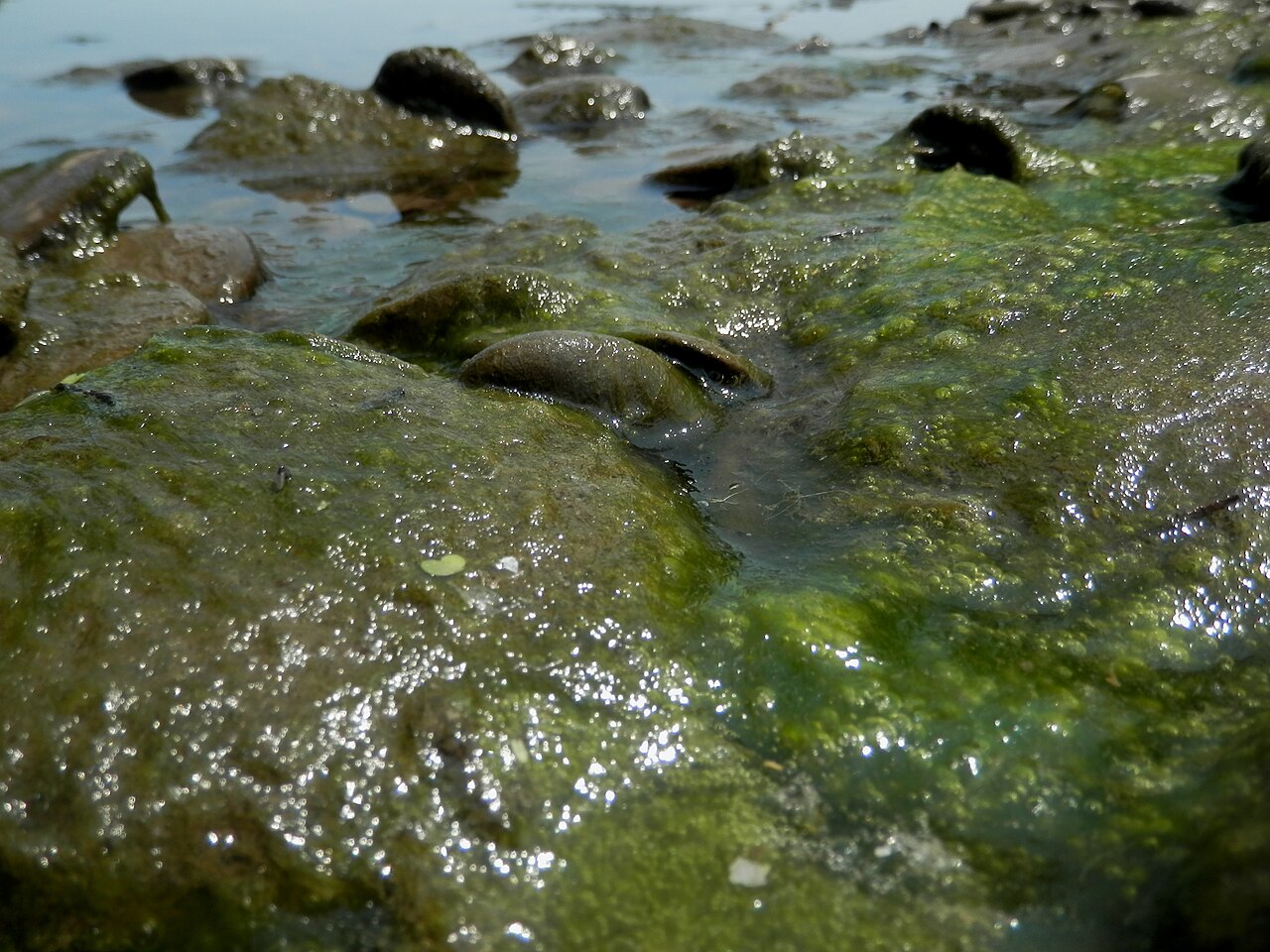 Algae on Rocks - Mississauga.jpg