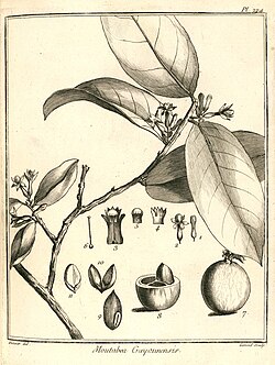 Moutabea guianensis. The image also shows some minor things about the structure of smaller parts of the plant.