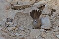 S. i. inquieta, Sde Boker, Israel