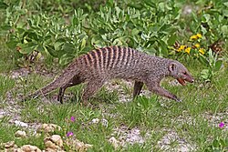 Mongoose (Herpestidae)