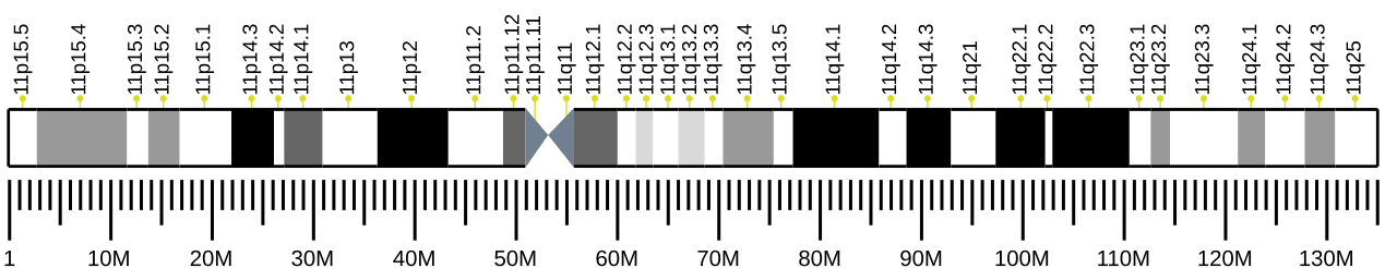 Human chromosome 11 ideogram.svg