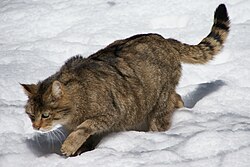 European wildcat (Felis silvestris)