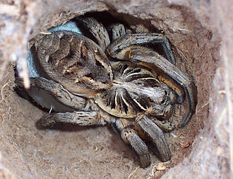 Geolycosa sp. in burrow