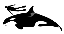 Diagram showing a 5.4-meter (17-foot-9-inch) female killer whale compared to a 1.8-meter (5-foot-11-inch) human scuba diver.