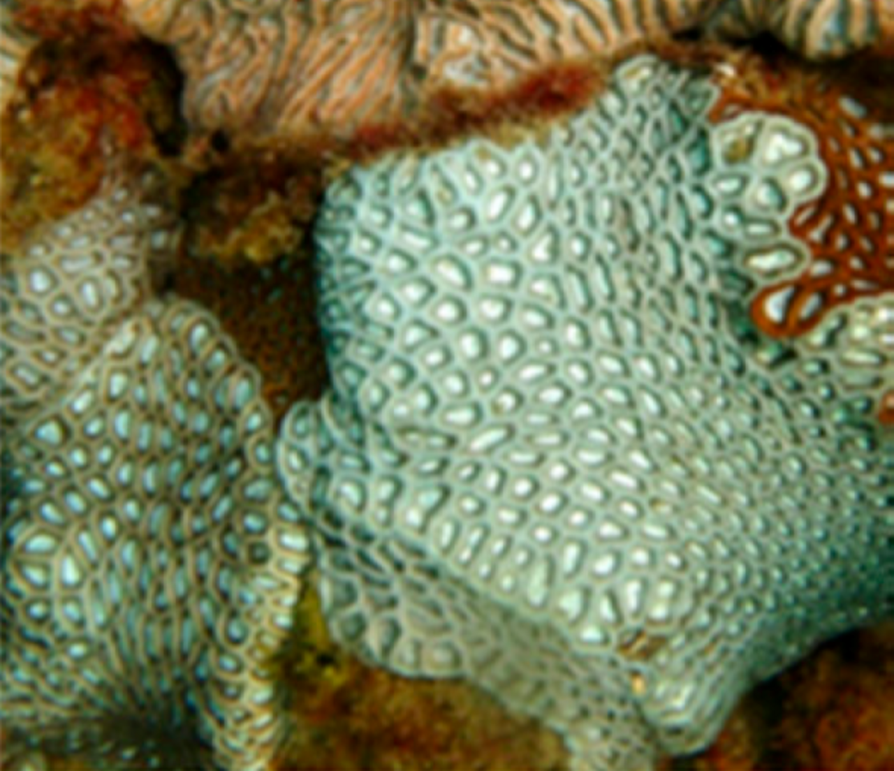 Coelastrea aspera (recorte).png