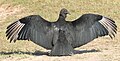Black vulture in the horaltic pose in the morning sun