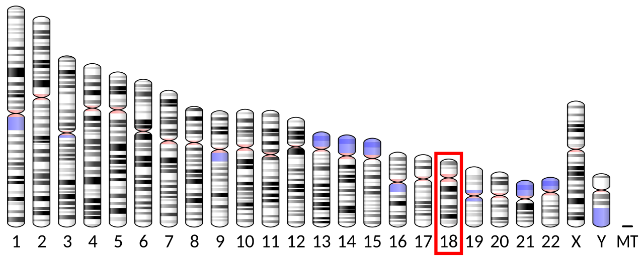 Ideogram human chromosome 18.svg