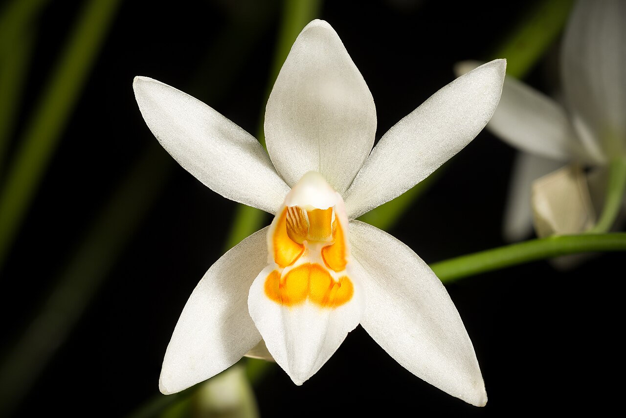 Coelogyne nitida (Wall. ex D.Don) Lindl., Coll. Bot. t. 33 (1824) (46966531965).jpg