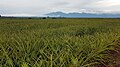 A plantation of pineapple (Ananas comosus) plants in Bukidnon, the Philippines