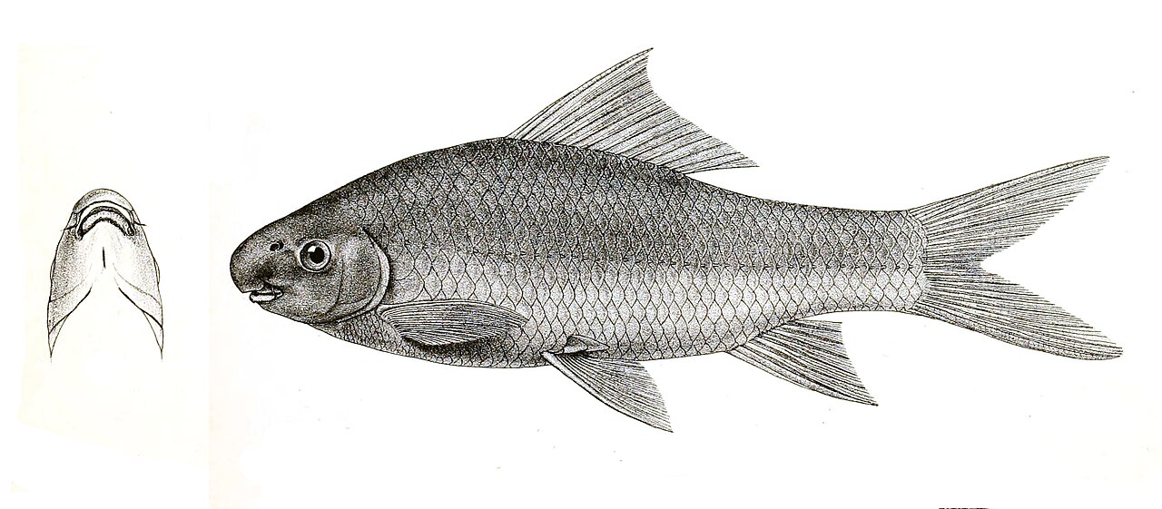 Labeo potail Griesbach 127.jpg
