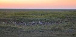 Saigas in Chyornye Zemli