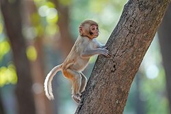 Baby macaque climbing a tree
