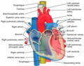 The left and right main bronchi sit behind the heart, shown here.