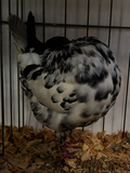 Spangled