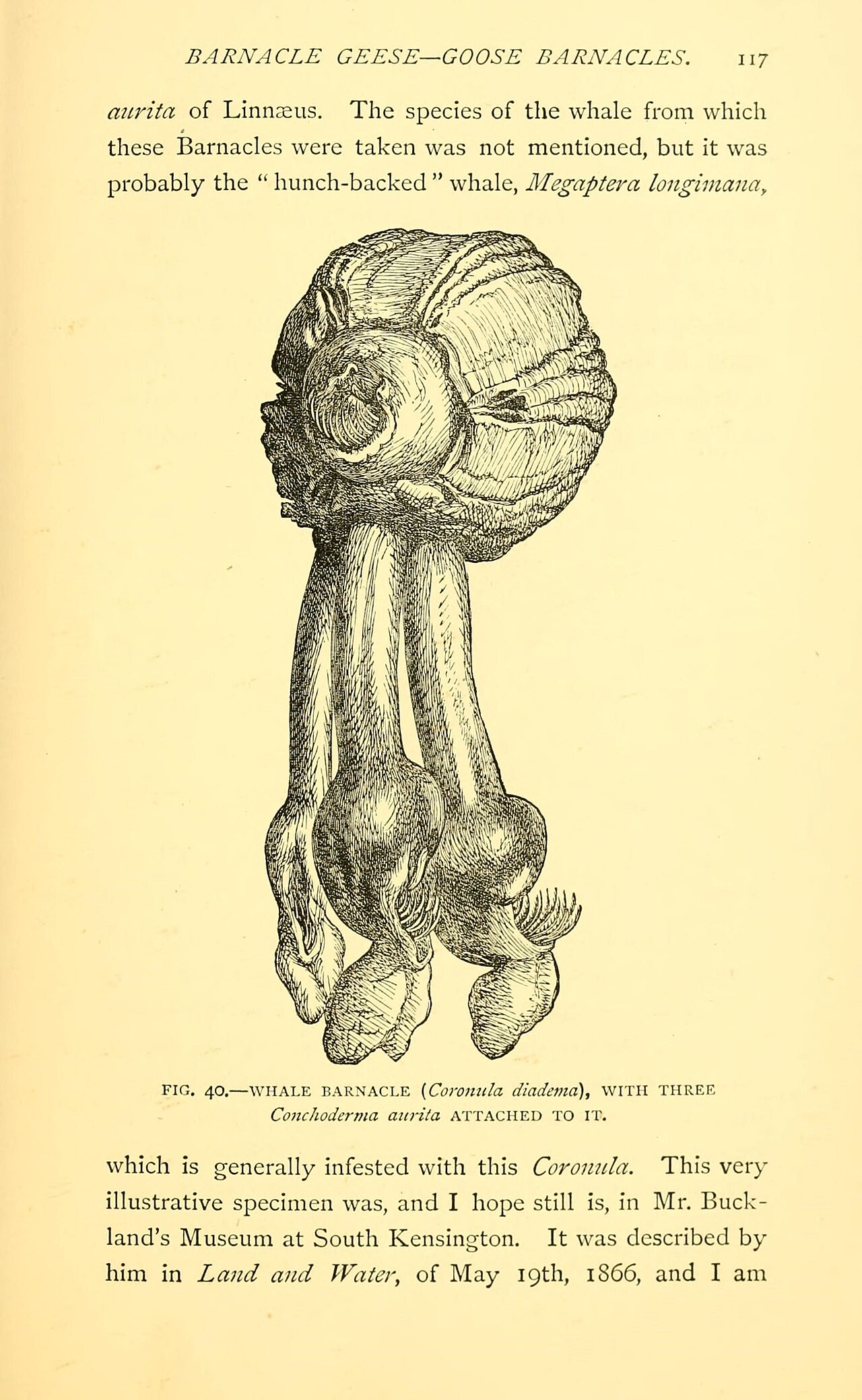 Sea fables explained (14966854294).jpg