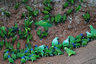 Pionus, Aratinga and Amazon Parrots at clay lick in Yasuni National Park, Ecuador