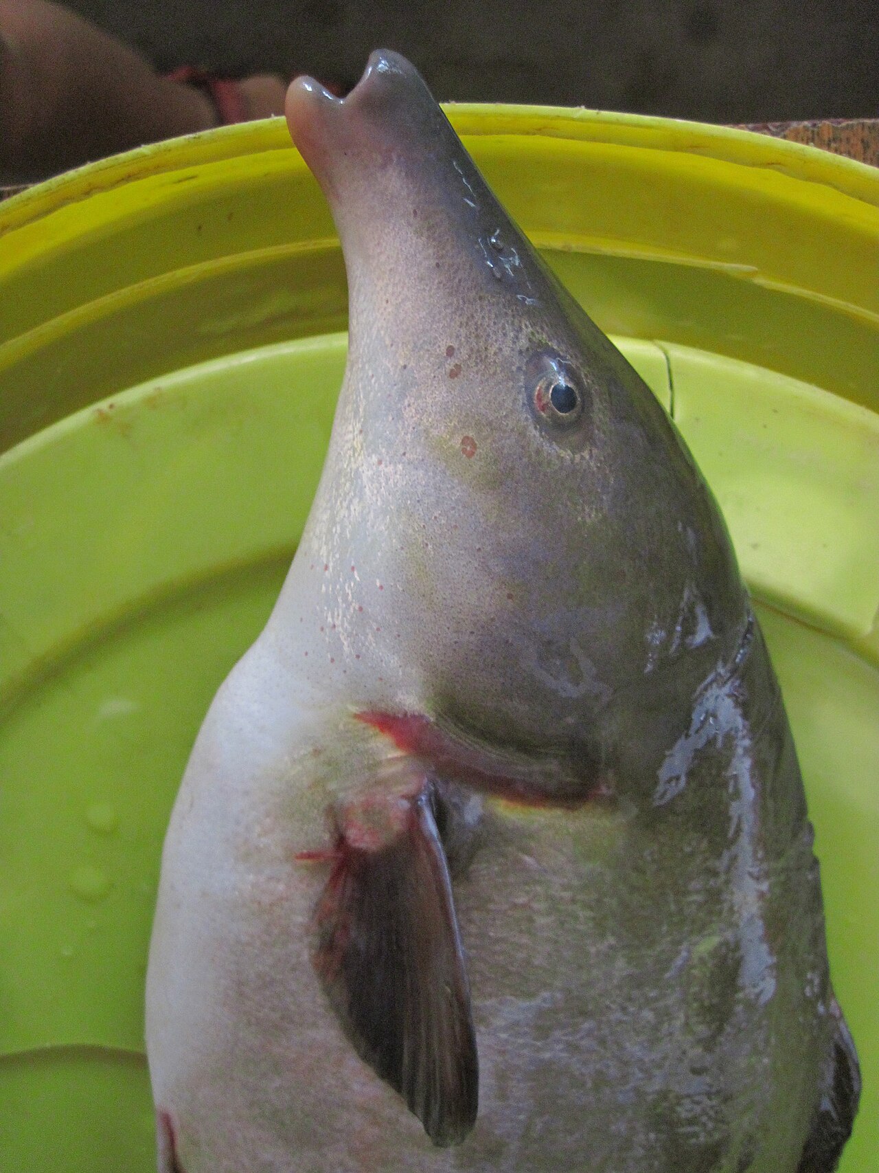 Eastern bottlenose mormyrid (Mormyrus longirostris).jpg