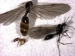 Fire ant worker, queen, and male
