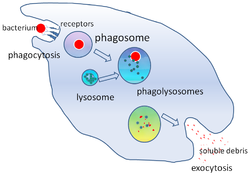 A cartoon that depicts the engulfment of a single bacterium, its passage through a cell where it is digested and released as debris.