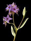 Halgania andromedifolia