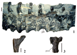 Holotype material of Dinheirosaurus lourinhanensis (ML 414, Porto Dinheiro),Articulated dorsal vertebrae in right view (1) proximal end of a dorsal rib in anterior view (2), and anterior caudal neural spine in posterior view (3).