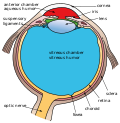 Another view of the eye and the structures of the eye labelled