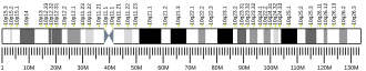 Chromosome 10 (human)