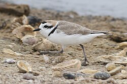 Photograph of a walking snowy plover in side view