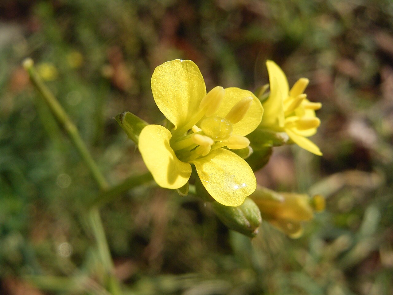 Kleine zandkool R0013711.JPG