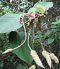 remains as each flower forms a fruit.