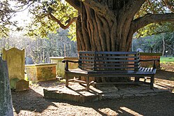 Yew tree and bench, St Giles the Abbot, Farnborough, Hampshire