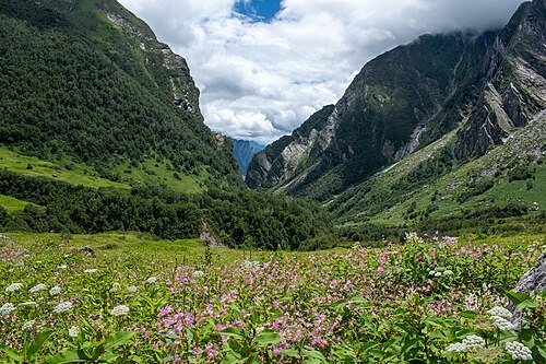 Himalayan flora at the Valley of Flowers National Park in India